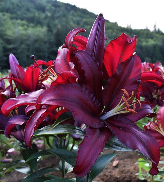 Firebolt Oriental Hybrid Lily Blooms Species Growing Bonsai Bulbs Roots Rhizomes Corms Tubers Potted Planting Reblooming Fragrant Garden Flower Seeds Plant