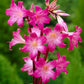 belladonna Jersey Lily Amaryllis Hippeastrum Blooms Species Growing Bonsai Bulbs Roots Rhizomes Corms Tubers Potted Planting Reblooming Fragrant Garden Flower Seeds Plant  Size 12-16cm
