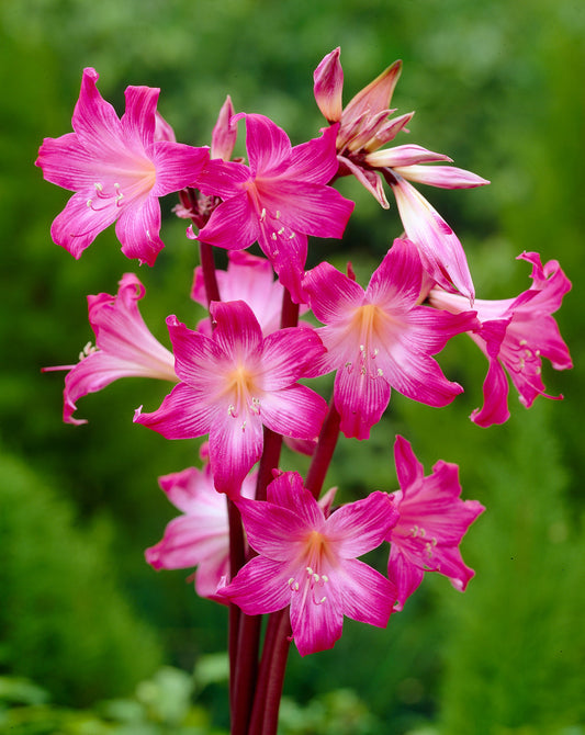 belladonna Jersey Lily Amaryllis Hippeastrum Blooms Species Growing Bonsai Bulbs Roots Rhizomes Corms Tubers Potted Planting Reblooming Fragrant Garden Flower Seeds Plant  Size 12-16cm