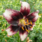 Stracciatella Event Lily Blooms Species Growing Bonsai Bulbs Roots Rhizomes Corms Tubers Potted Planting Reblooming Fragrant Garden Flower Seeds Plant