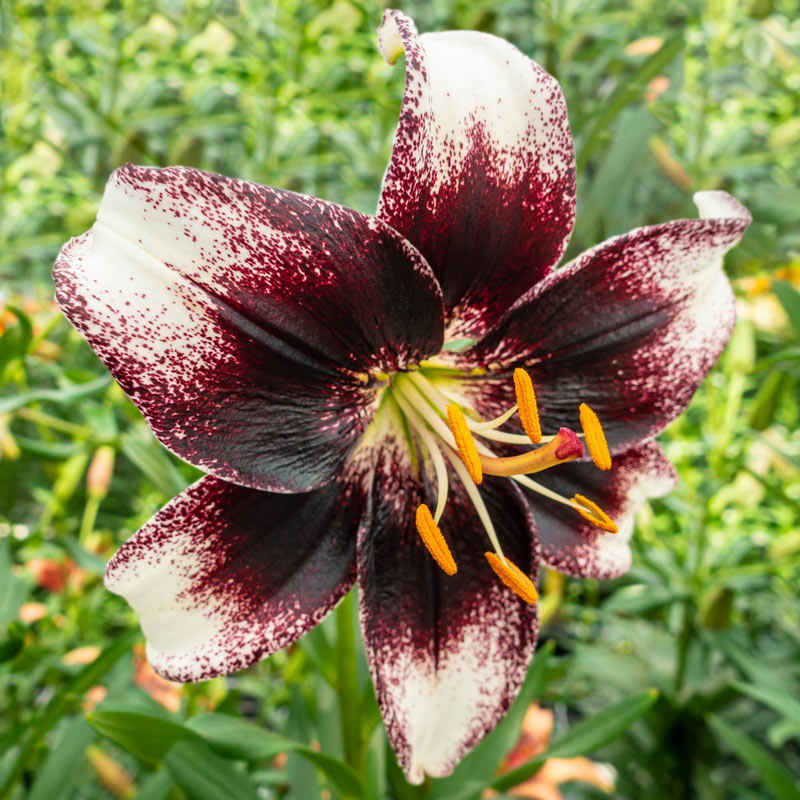 Stracciatella Event Lily Blooms Species Growing Bonsai Bulbs Roots Rhizomes Corms Tubers Potted Planting Reblooming Fragrant Garden Flower Seeds Plant
