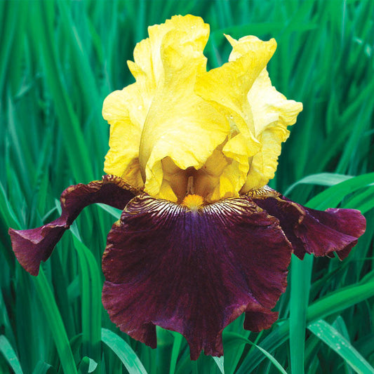 Blatant Bearded Iris Species Growing Bonsai Bulbs Roots Rhizomes Corms Tubers Potted Planting Reblooming Fragrant Garden Flower Seeds Plant
