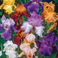 Reblooming Tall Bearded Iris Mixture Species Growing Bonsai Bulbs Roots Rhizomes Corms Tubers Potted Planting Reblooming Fragrant Garden Flower Seeds Plant