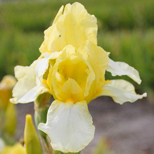 Blessed Again Reblooming Bearded Iris Temple Bells Japanese Iris Spectacular Flowering Blooming Growing Bonsai Bulbs Roots Rhizomes Corms Tubers Potted Planting Fragrant Garden Flower Seeds Plant