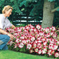 Sugar Baby Carpet Border Lily Blooms Species Growing Bonsai Bulbs Roots Rhizomes Corms Tubers Potted Planting Reblooming Fragrant Garden Flower Seeds Plant