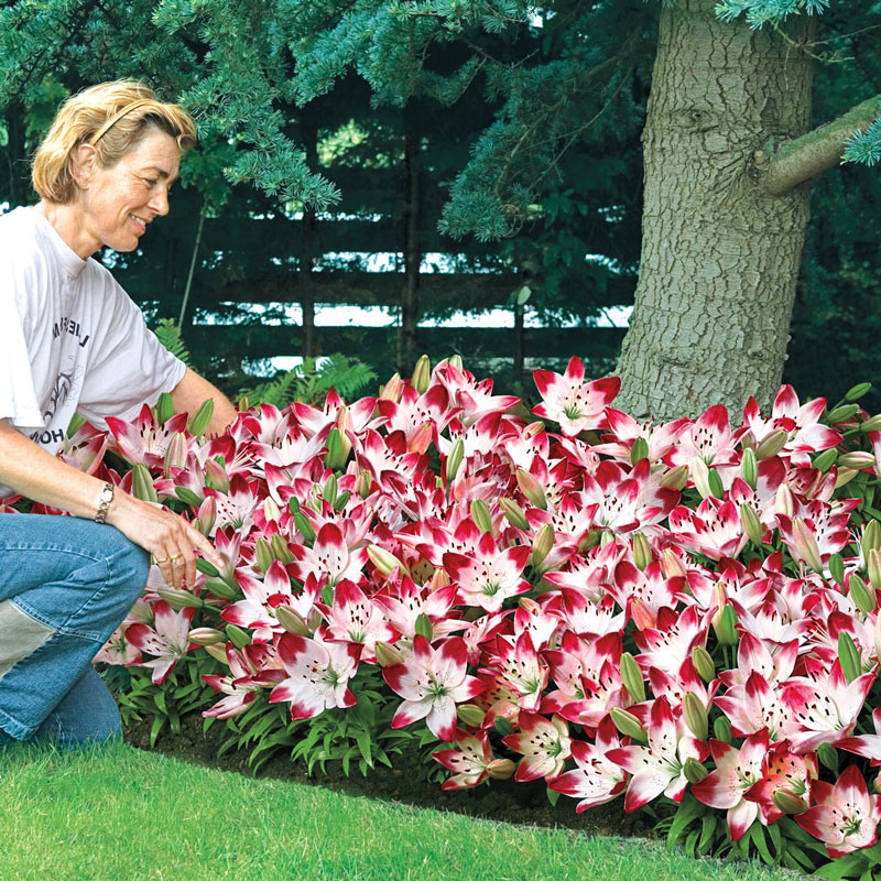 Sugar Baby Carpet Border Lily Blooms Species Growing Bonsai Bulbs Roots Rhizomes Corms Tubers Potted Planting Reblooming Fragrant Garden Flower Seeds Plant
