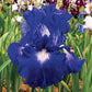 Speed Limit Reblooming Iris Intense Color Spectacular Flowering Garden Bearded Bonsai Planting Now