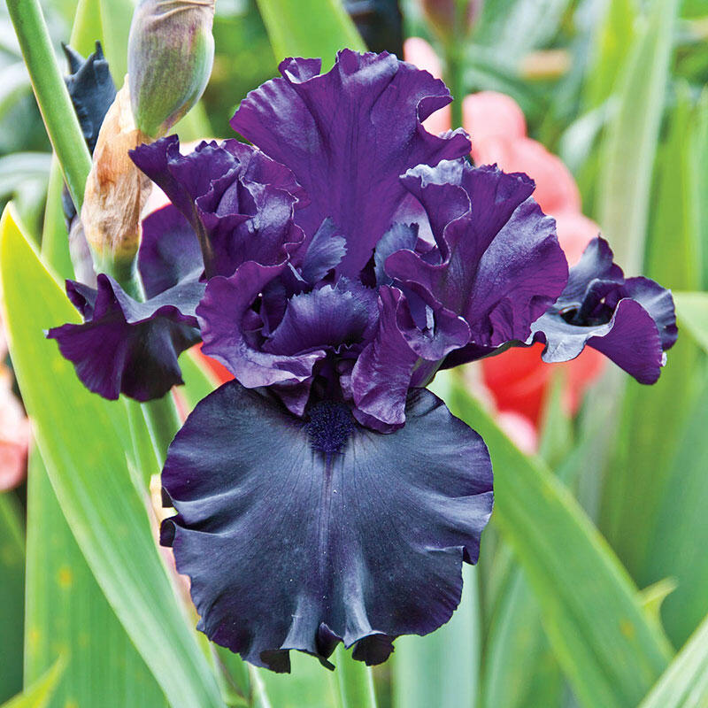 Raven Girl Bearded Iris Species Growing Bonsai Bulbs Roots Rhizomes Corms Tubers Potted Planting Reblooming Fragrant Garden Flower Seeds Plant