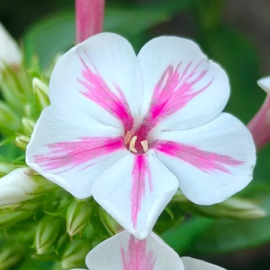 Pinkish White Phlox paniculata Seeds