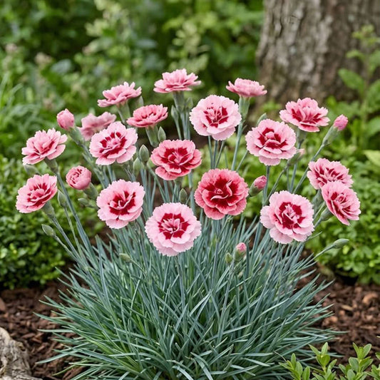 Pink & Red Center Dianthus Seeds