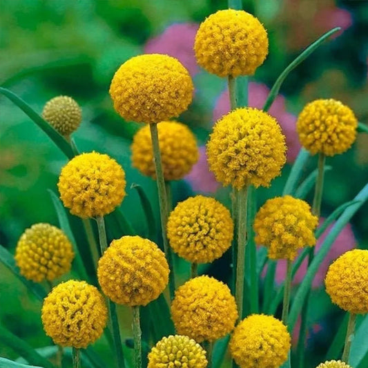 Craspedia Flower