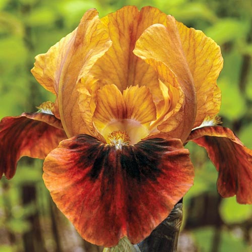 Spice Sister Miniature German Iris Creates Warm Glow in the Garden Flower Seeds Plant Iris Species Growing Bonsai Bulbs Roots Rhizomes Corms Tubers Potted Planting Reblooming Fragrant