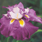 Shogun Japanese Iris Great Pond Edges Moist Meadows Iris species Growing Bonsai Bulbs Roots Rhizomes Corms Tubers Potted Planting Reblooming Fragrant Garden Flower Seeds Plant