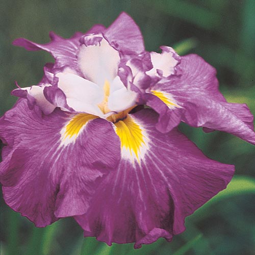 Shogun Japanese Iris Great Pond Edges Moist Meadows Iris species Growing Bonsai Bulbs Roots Rhizomes Corms Tubers Potted Planting Reblooming Fragrant Garden Flower Seeds Plant