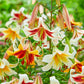 Sound the Trumpets Lily Mixture Blooms Species Growing Bonsai Bulbs Roots Rhizomes Corms Tubers Potted Planting Reblooming Fragrant Garden Flower Seeds Plant