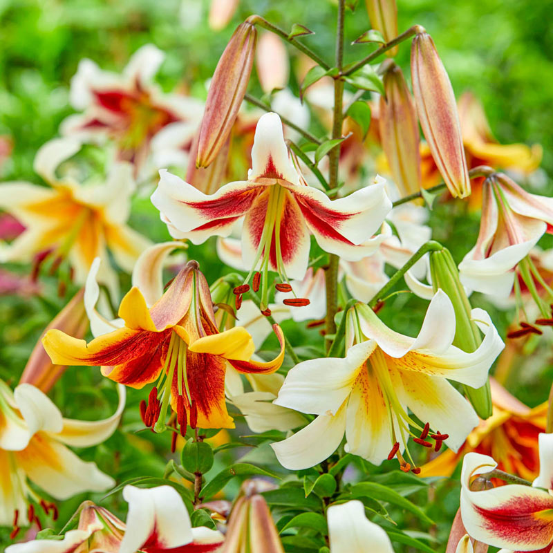 Sound the Trumpets Lily Mixture Blooms Species Growing Bonsai Bulbs Roots Rhizomes Corms Tubers Potted Planting Reblooming Fragrant Garden Flower Seeds Plant