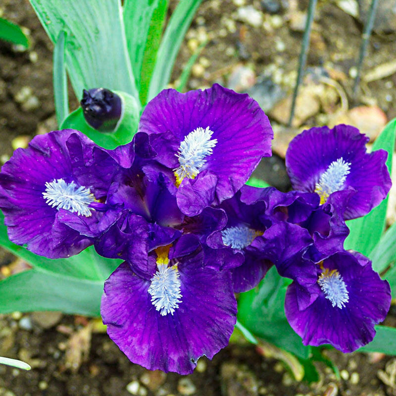 Trajectory Dwarf Bearded Iris Species Growing Bonsai Bulbs Roots Rhizomes Corms Tubers Potted Planting Reblooming Fragrant Garden Flower Seeds Plant
