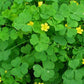 Yellow Stricta Oxalis Bulbs Wood Sorrel Shamrock Perennial Growing Bonsai Roots Rhizomes Corms Tubers Potted Planting Reblooming Fragrant Garden Species Blooms Flower Seeds Plant Gardening
