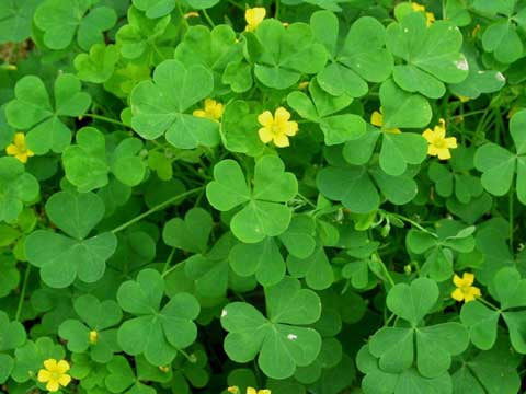 Yellow Stricta Oxalis Bulbs Wood Sorrel Shamrock Perennial Growing Bonsai Roots Rhizomes Corms Tubers Potted Planting Reblooming Fragrant Garden Species Blooms Flower Seeds Plant Gardening