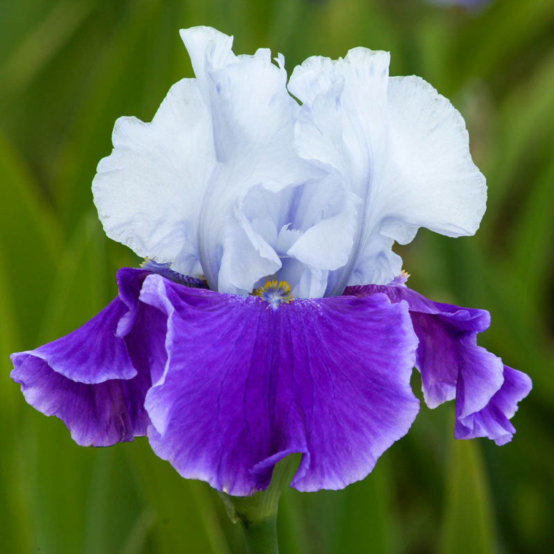 Snow Melt Reblooming Bearded Iris White Blooming Nice Iris Bulbs Reblooming Bearded Iris Garden Addition
