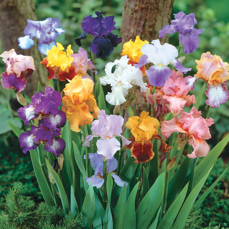 Tall Reblooming Bearded Iris Mixture Species Growing Bonsai Bulbs Roots Rhizomes Corms Tubers Potted Planting Reblooming Fragrant Garden Flower Seeds Plant