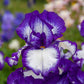 Rare Quality Bearded Iris Species Growing Bonsai Bulbs Roots Rhizomes Corms Tubers Potted Planting Reblooming Fragrant Garden Flower Seeds Plant