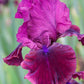 Red Chieftain Bearded Iris Species Growing Bonsai Bulbs Roots Rhizomes Corms Tubers Potted Planting Reblooming Fragrant Garden Flower Seeds Plant