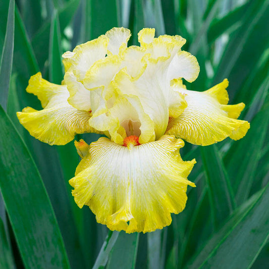 Zesting Lemons Bearded Iris Species Growing Bonsai Bulbs Roots Rhizomes Corms Tubers Potted Planting Reblooming Fragrant Garden Flower Seeds Plant