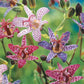 Toad Lily Mixture Blooms Species Growing Bonsai Bulbs Roots Rhizomes Corms Tubers Potted Planting Reblooming Fragrant Garden Flower Seeds Plant