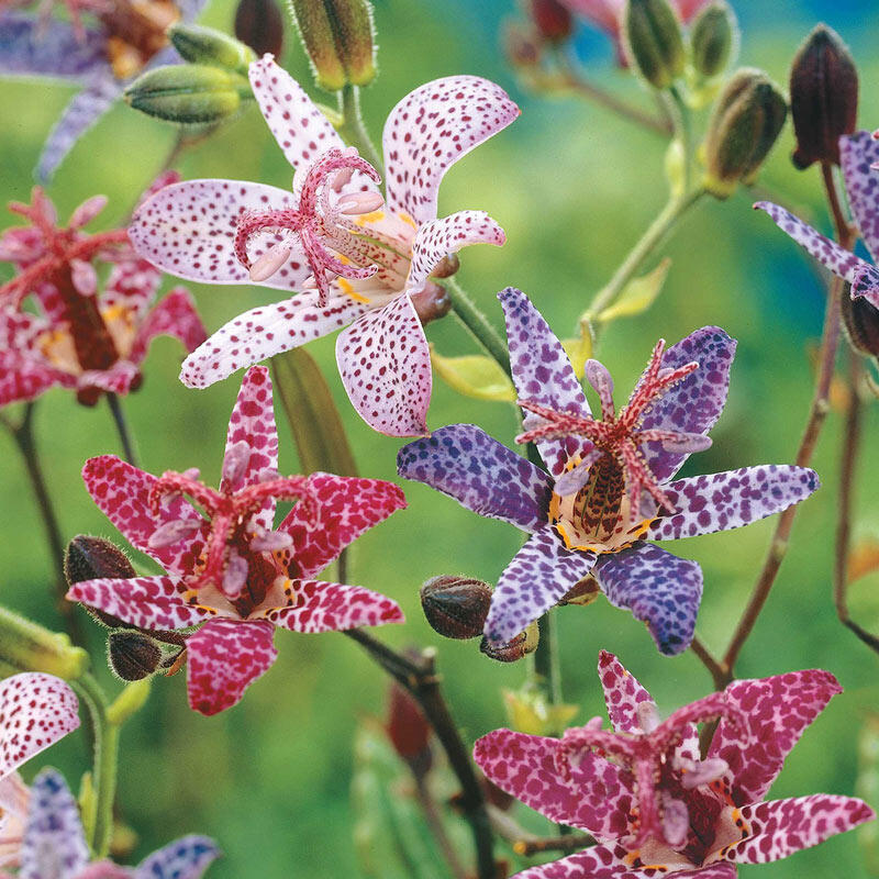 Toad Lily Mixture Blooms Species Growing Bonsai Bulbs Roots Rhizomes Corms Tubers Potted Planting Reblooming Fragrant Garden Flower Seeds Plant