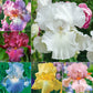 Twice as Nice Reblooming Iris Collection Bearded Iris Species Growing Bonsai Bulbs Roots Rhizomes Corms Tubers Potted Planting Reblooming Fragrant Garden Flower Seeds Plant