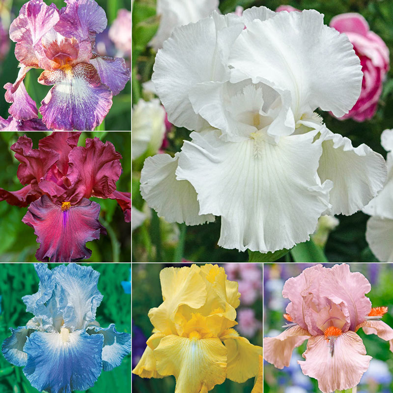 Twice as Nice Reblooming Iris Collection Bearded Iris Species Growing Bonsai Bulbs Roots Rhizomes Corms Tubers Potted Planting Reblooming Fragrant Garden Flower Seeds Plant