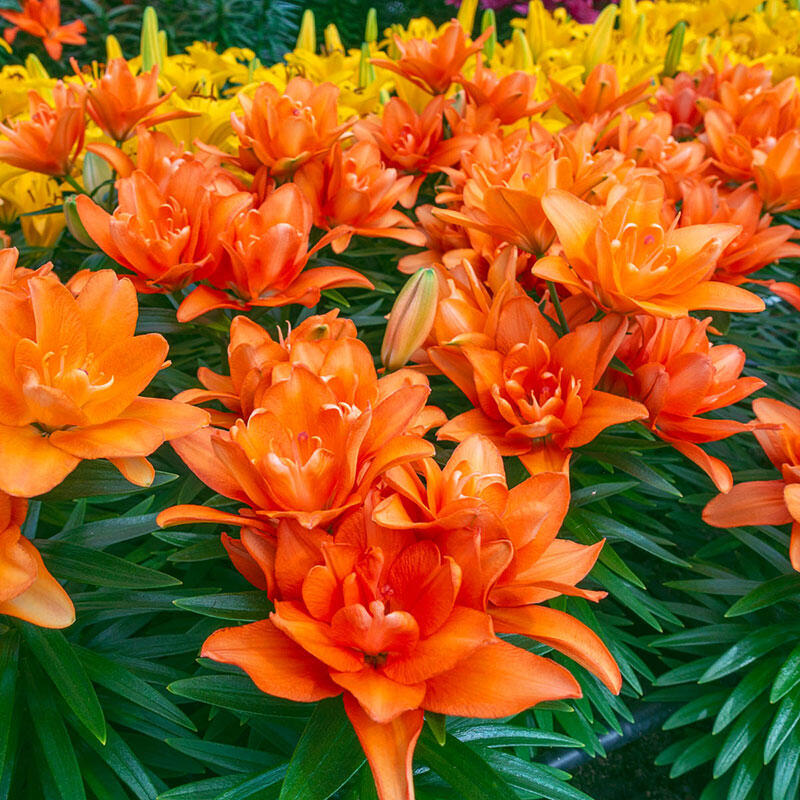 Tiny Double You Carpet Border Lily Blooms Species Growing Bonsai Bulbs Roots Rhizomes Corms Tubers Potted Planting Reblooming Fragrant Garden Flower Seeds Plant