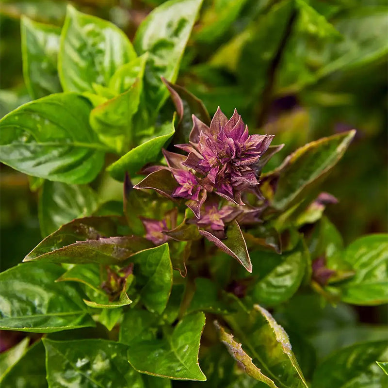 Basil, Batik