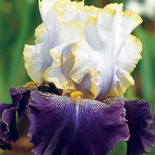 Slovak Prince Bearded Iris Bulbs Root Rhizome Flower Seeds Plant Spectacular Flowering Perennial