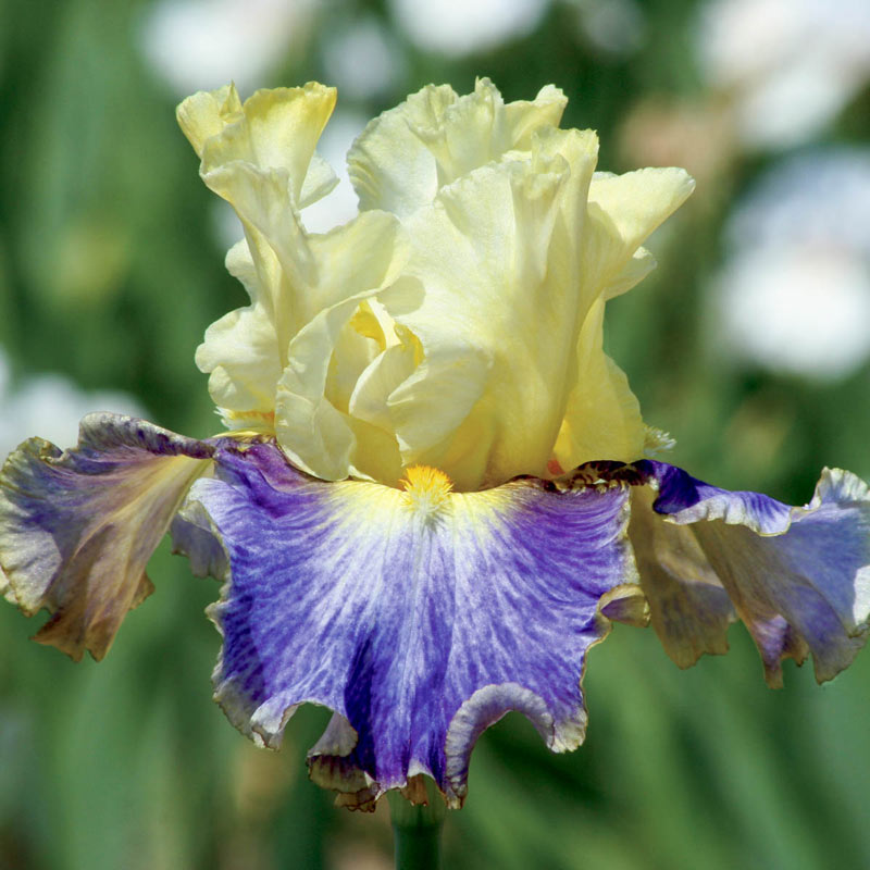Sunny Glitter Bearded Iris Species Growing Bonsai Bulbs Roots Rhizomes Corms Tubers Potted Planting Reblooming Fragrant Garden Flower Seeds Plant