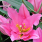 VendomeOriental Hybrid Lily Blooms Species Growing Bonsai Bulbs Roots Rhizomes Corms Tubers Potted Planting Reblooming Fragrant Garden Flower Seeds Plant