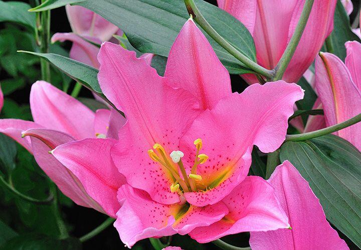 VendomeOriental Hybrid Lily Blooms Species Growing Bonsai Bulbs Roots Rhizomes Corms Tubers Potted Planting Reblooming Fragrant Garden Flower Seeds Plant