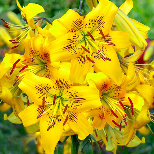 Yellow Bruse Tiger Lily Blooms Species Growing Bonsai Bulbs Roots Rhizomes Corms Tubers Potted Planting Reblooming Fragrant Garden Flower Seeds Plant