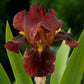 Ruby Mine Bearded Iris Species Growing Bonsai Bulbs Roots Rhizomes Corms Tubers Potted Planting Reblooming Fragrant Garden Flower Seeds Plant