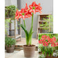 Striped Beauty Amaryllis Hippeastrum Blooms Species Growing Bonsai Bulbs Roots Rhizomes Corms Tubers Potted Planting Reblooming Fragrant Garden Flower Seeds Plant  Size 12-16cm