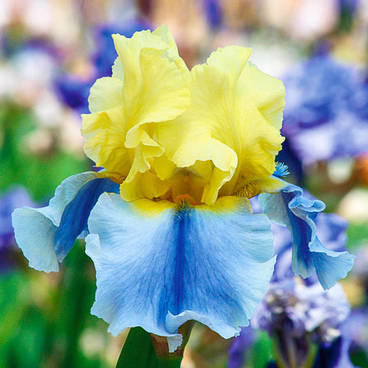 Easter Candy Bearded Iris Species Growing Bonsai Bulbs Roots Rhizomes Corms Tubers Potted Planting Reblooming Fragrant Garden Flower Seeds Plant
