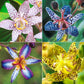 Toad Lily Collection Lily Blooms Species Growing Bonsai Bulbs Roots Rhizomes Corms Tubers Potted Planting Reblooming Fragrant Garden Flower Seeds Plant