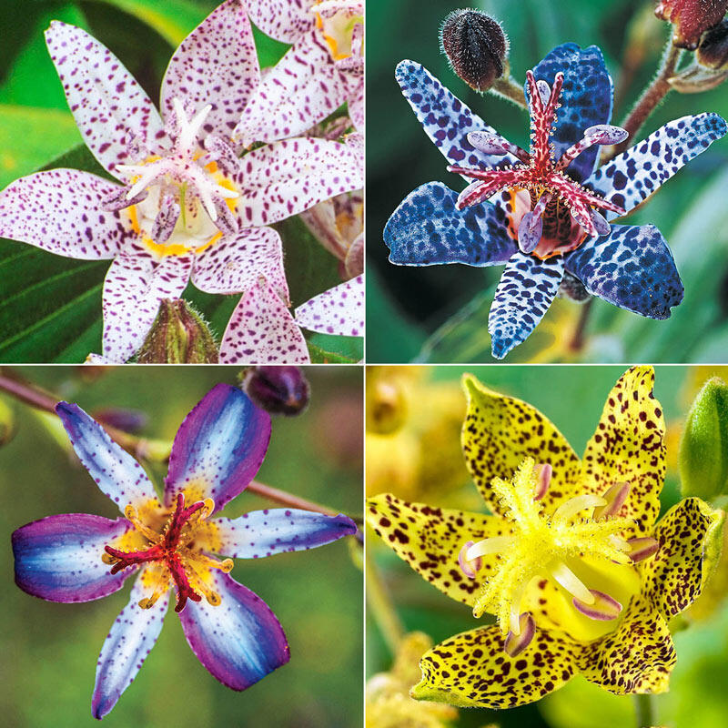 Toad Lily Collection Lily Blooms Species Growing Bonsai Bulbs Roots Rhizomes Corms Tubers Potted Planting Reblooming Fragrant Garden Flower Seeds Plant