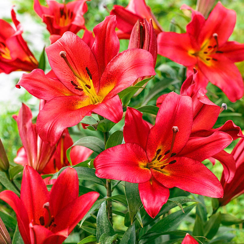 Sensi Lily Tree Lily Blooms Species Growing Bonsai Bulbs Roots Rhizomes Corms Tubers Potted Planting Reblooming Fragrant Garden Flower Seeds Plant