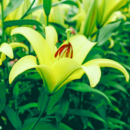 Yelloween Candelabra Lily Blooms Species Growing Bonsai Bulbs Roots Rhizomes Corms Tubers Potted Planting Reblooming Fragrant Garden Flower Seeds Plant