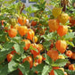 Cape Gooseberry Tomatillo, Ground Cherry  Goldenberry Seeds