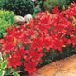 Red Carpet Border Lily Blooms Species Growing Bonsai Bulbs Roots Rhizomes Corms Tubers Potted Planting Reblooming Fragrant Garden Flower Seeds Plant