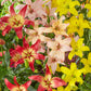 Pollen-Free Lily Mixture Lily Blooms Species Growing Bonsai Bulbs Roots Rhizomes Corms Tubers Potted Planting Reblooming Fragrant Garden Flower Seeds Plant