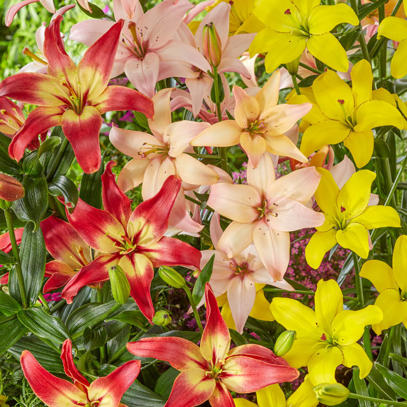 Pollen-Free Lily Mixture Lily Blooms Species Growing Bonsai Bulbs Roots Rhizomes Corms Tubers Potted Planting Reblooming Fragrant Garden Flower Seeds Plant